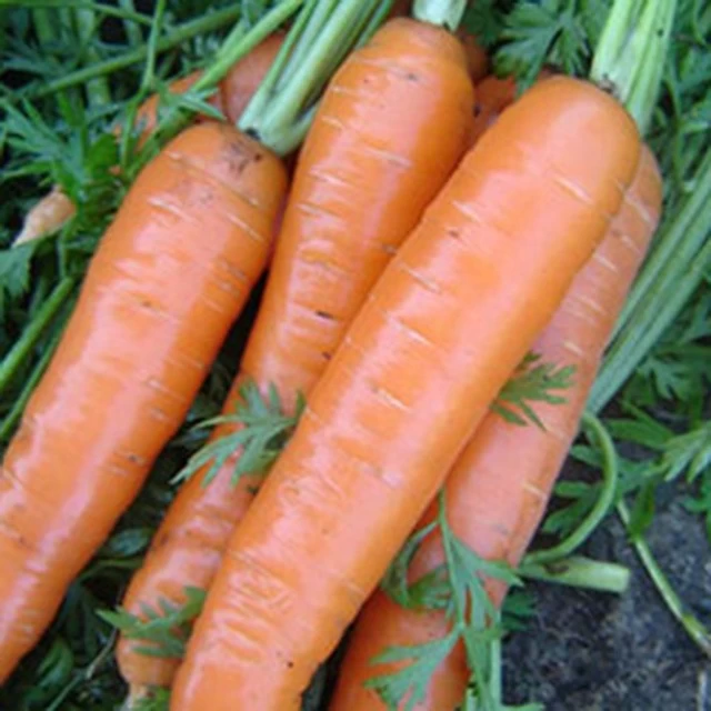 Морковь  Длинная красная без сердцевины Морковь  Длинная красная без сердцевины