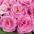 Примула махровая Розелла Пинк Роуз Шейдес Примула махровая Розелла Пинк Роуз Шейдес