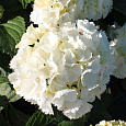 Гортензия древовидная White Ball Гортензия древовидная White Ball
