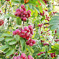 Рябина Гранатная Рябина Гранатная