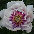 Пион ИТО Ballerina de Saval Пион ИТО Ballerina de Saval