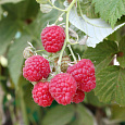 Малина обыкновенная  Glen Fain
