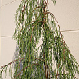 Кипарисовик лавсона Imbricata Pendula