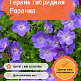 Герань гибридная Розанна