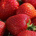 Земляника садовая Флер