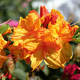 Азалия гибридная Санте Нектарин Азалия гибридная Санте Нектарин