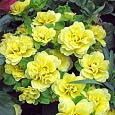 Примула махровая Розелла Еллоу Примула махровая Розелла Еллоу