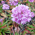 Аремерия ложноармерия Ballerina Lilac
