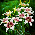Лилия азиатская Трайбал Кисс