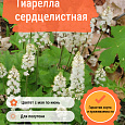 Тиарелла сердцелистная Тиарелла сердцелистная
