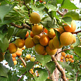 Абрикос обыкновенный Лель Абрикос обыкновенный Лель