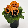 Виола крупноцветковая Инспайер Плюс Оранж Блотч