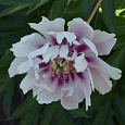 Пион ИТО Ballerina de Saval Пион ИТО Ballerina de Saval