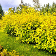 Пузыреплодник калинолистный Лютеус Пузыреплодник калинолистный Лютеус