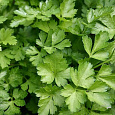 Петрушка Итальянский гигант