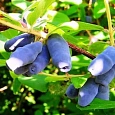 Жимолость съедобная Синяя птица