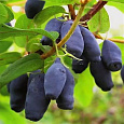 Жимолость съедобная Челябинка