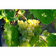 Виноград культурный Московский белый Виноград культурный Московский белый