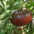 Томат Черный барон Томат Черный барон