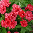 Флокс друммонда Промис красный Флокс друммонда Промис красный