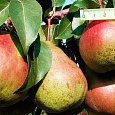 Груша плодовая Гера Груша плодовая Гера