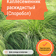 Каплесеменник раскидистый (Споробол)