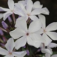 Флокс Метельчатый Морская пена