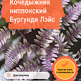 Кочедыжник ниппонский Бургунди Лэйс
