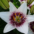 Лилия азиатская Танго Уайт Пиксельс Лилия азиатская Танго Уайт Пиксельс