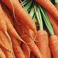 Морковь  Красный великан Морковь  Красный великан