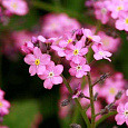 Незабудка Лесная Victoria Pink
