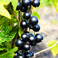 Смородина черная Ядреная Смородина черная Ядреная