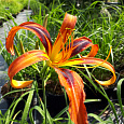 Лилейник гибридный Tigereye Spider