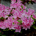 Азалия японская Кермесина Розеа