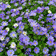 Анемона (Ветреница) Blanda Blue Shades