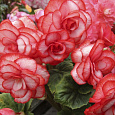 Бегония Клубневая Bouton de Rose