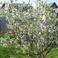Вишня обыкновенная Любская Вишня обыкновенная Любская