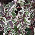 Дерен белый Сибирика Вариегата Дерен белый Сибирика Вариегата