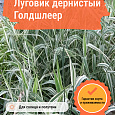 Луговик дернистый Голдшлеер Луговик дернистый Голдшлеер