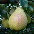 Груша плодовая Память Жегалова