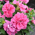 Петуния махровая многоцветковая Дуо роуз