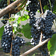 Виноград плодовый Памяти Домбковской Виноград плодовый Памяти Домбковской