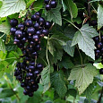 Смородина черная Белорусская сладкая Смородина черная Белорусская сладкая