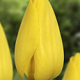 Тюльпан Триумф Stronggold