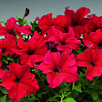 Петуния Пламя