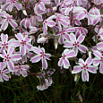 Флокс шиловидный Кэнди Страйпс Флокс шиловидный Кэнди Страйпс
