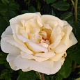 Роза канадская парковая Ж.П.Коннел