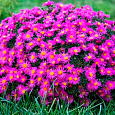 Астра кустарниковая Аннеке