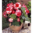 Бегония Клубневая Bouton de Rose
