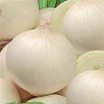 Лук Репчатый Джамбо Белый